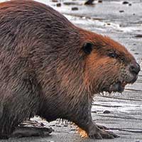 Rat Informant Beaver