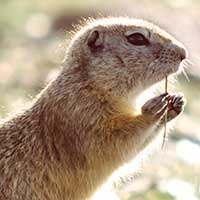 Rat Informant Gopher