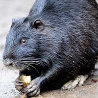 Rat Informant Muskrat