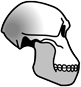 Tinderbox Prehistoric Skull graphic